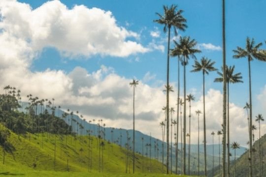 Valle del Cocora (Colombia)